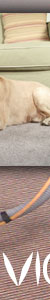 Carpet Steam Cleaning